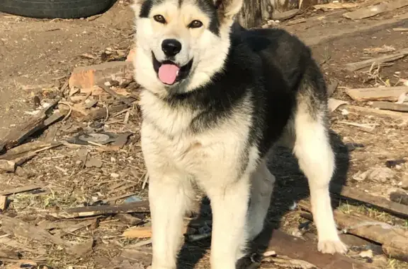 Найдена собака в деревне Ярлыкапово, Аскаровский сельсовет, Башкортостан