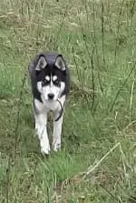Собака найдена: 46Н-04878, Московская обл.