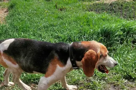 Собака найдена на Ленинской улице, ищем хозяев