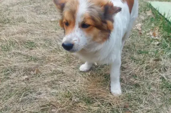 Собака найдена на улице Юрина, 208 в Барнауле