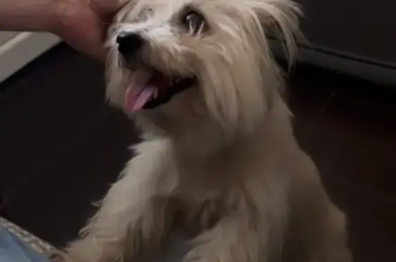 Потеряшка на Московской 124: найдена собака-помесь йорка