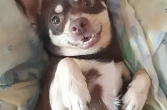 Собаки потеряшки, Санкт-Петербург, фото: Потеряшка помесь чихуахуа на проспекте Ударников, Санкт-Петербург