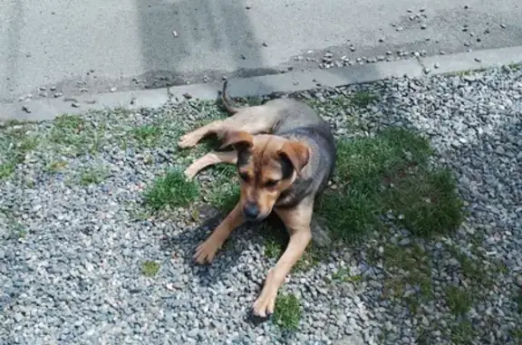 Собака на улице Коломийцева: найдена возле магазина, ищем хозяина