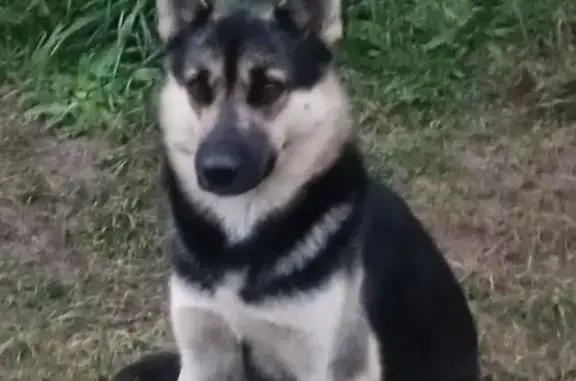 Пропала собака Дэн с ошейником в Пушкинском сельском поселении, Смоленская область