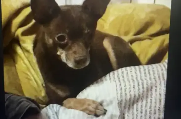 Пропала собака Той терьер в Павловском Посаде, Московская область