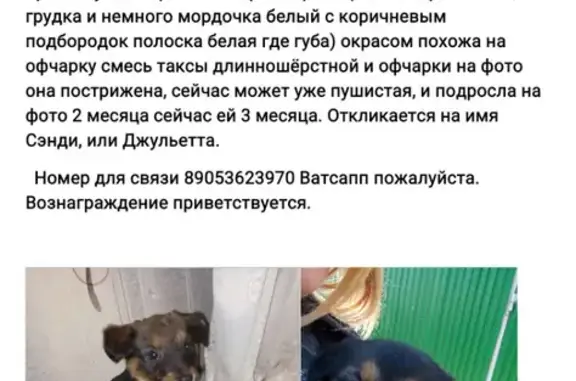 Пропала собака окрасом офчарки-такси в Оранжереях, Астраханская область