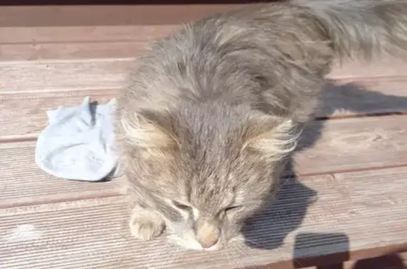 Пушистый котишка найден на Молодёжной, Луга