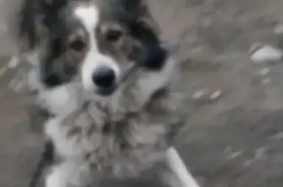 Пропала собака Мальчик бело-серого окраса на пр-те Ленина, 67, Дзержинск