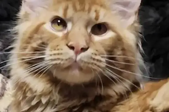 Кошки потеряшки, Новосибирск, фото: Потеряшка Мейн кун на Ударной ул. в Новосибирске