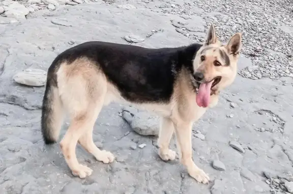 Пропала собака на Кабардинском перевале