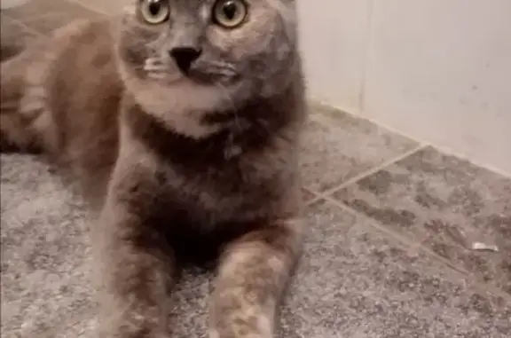 Пропала кошка в Шатуре: серо-рыжо-белая, ул. Советская, 32