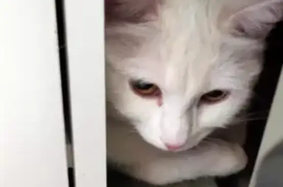 Найдена белая кошка с ошейником в Мучном переулке, Санкт-Петербург