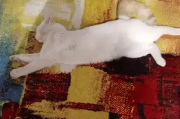 Кошки потеряшки, Новосибирск, фото: Потеряшка белый кот с рыжим хвостом на Киевской улице, Новосибирск