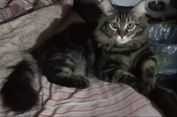 Пропала кошка в Плодопитомнике, Алтайский край