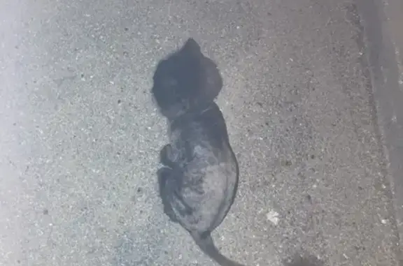 Ухоженный кот найден на площади Ленина