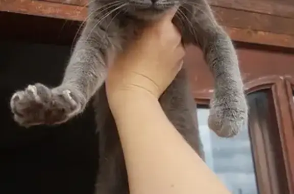 Ищем хозяина: найден голодный котенок на Красноармейской улице, Краснодар