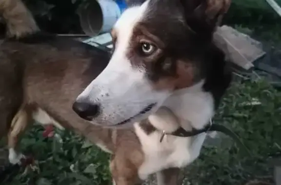 Пропала собака бурого цвета с голубыми глазами на улице Красная Горка, 1