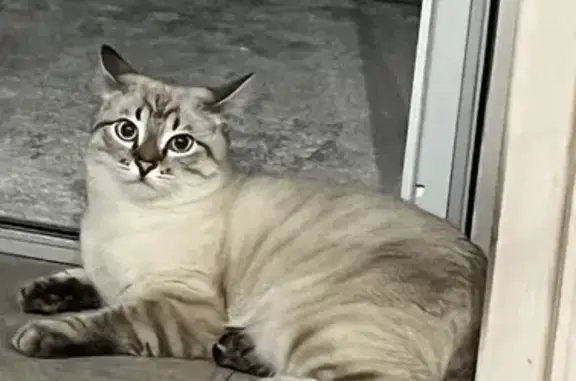 Пропала пугливая кошка на Горной улице, Миасс - вознаграждение гарантировано