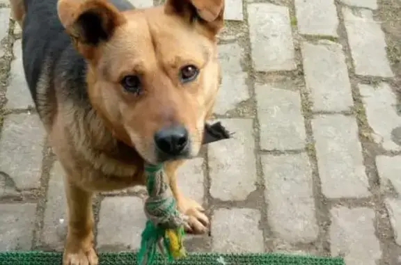 Найдена дружелюбная собака в Тверской области, деревня Стренево, 28Н-0553