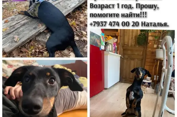 Пропала собака Такса на улицах Пугачева, Амантая и Кузнецовский затон в Уфе