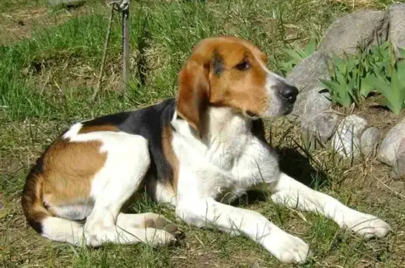 Пропала охотничья собака русская пегия в Новой Безгинке, Белгородская область