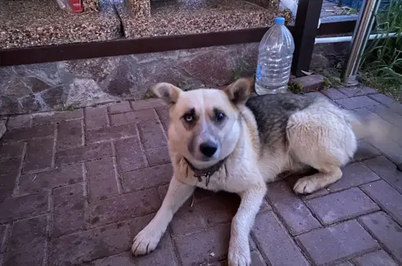 Пропала собака на Набережной ул. 27Б, Введенская Слобода