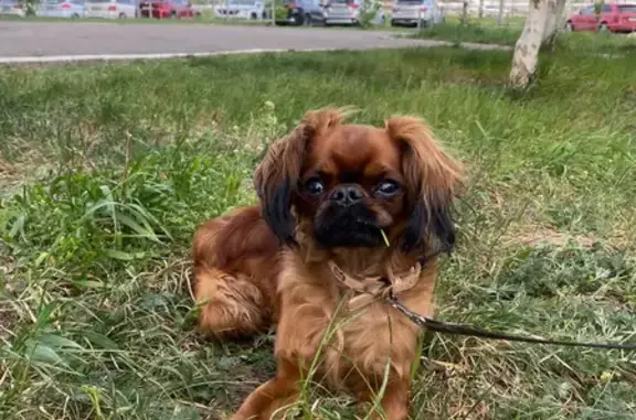 Собака с травмой найдена на Чистопольской, 85