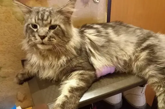 Кошки потеряшки, Новосибирск, фото: Потеряшка серый кот на Нарымской 25, Новосибирск