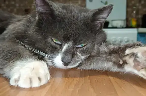 Пропала контактная кошка серого окраса с белым на ул. Маяковского, 11, Конаково