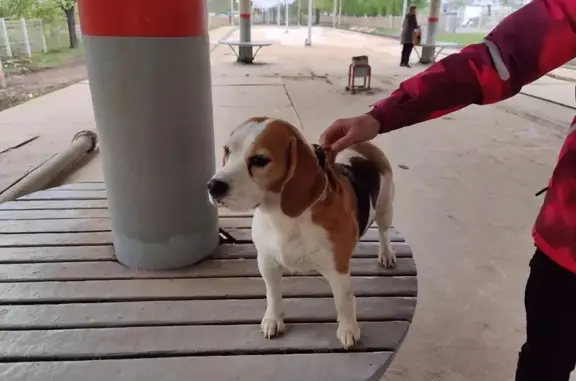 Найдена собака породы бигль на Железнодорожной улице