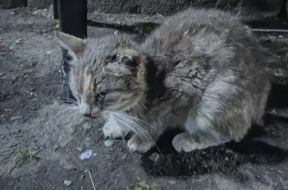 Найдена кошка на ул. Ленина с зелёным ошейником в Элисте