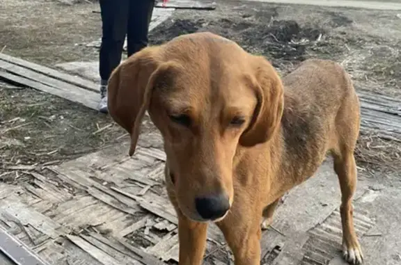 Найдена собака в Губарёвском поселении, Воронежская область