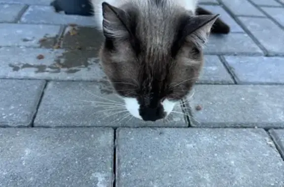 Найдена кошка Кот возле магазина в Сиренево, Калининградская область