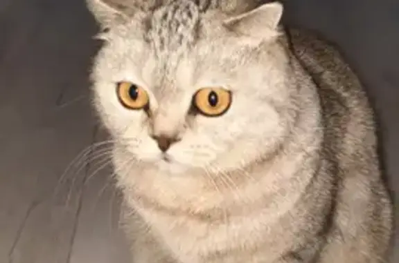Кошки потеряшки, Набережные Челны, фото: Потеряшка кошка Ева в Набережных Челнах