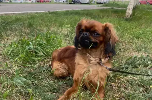 Собака найдена у Чистопольской 85, нуждается в медпомощи