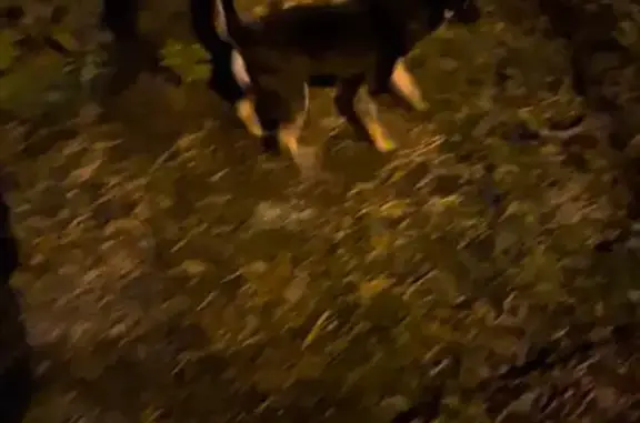 Собака без хозяина на Перовской улице, Москва