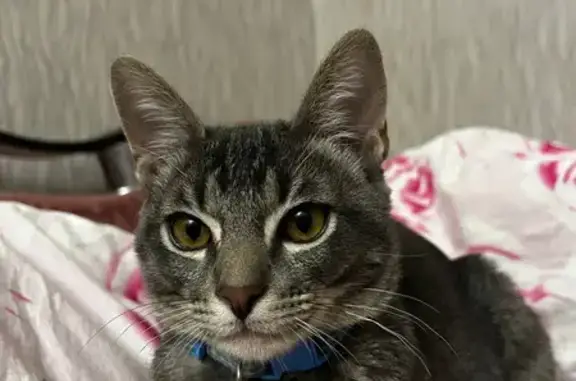 Кошки потеряшки, Санкт-Петербург, фото: Потеряшка котенок серого цвета с ошейником на набережной канала Грибоедова, 106, СПб