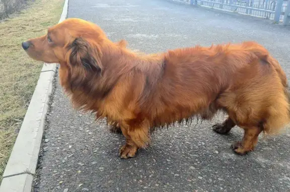 Найдена рыжая пушистая собака в Красноярске