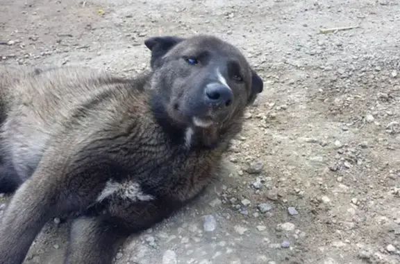 Найдена собака на Трубном проезде в Липецке