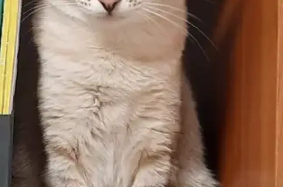 Потерянные животные Уфа, фото: Пропала сиамская кошка на улице Мусы Джалиля, 74, Уфа