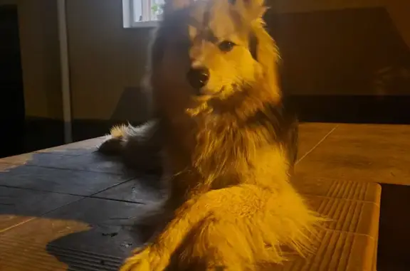 Найдена молодая собака на Транспортной улице, Брянск