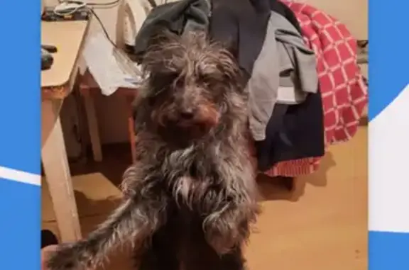 Собаки потеряшки, Москва, фото: Потеряшка собака Миша на берегу Чулым, Карелино, Красноярский край