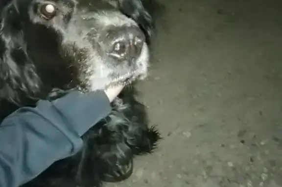 Собака найдена на улице Декабристов, 356 в Сызрани