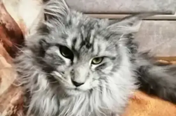 Пропала кошка породы мейн-кун в Иркутске