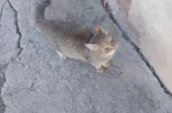 Ласковая кошка с штампом на улице Толбухина, 3