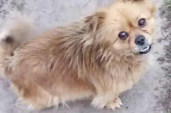 Потерянная померанская собака на дачах в Белгородской области