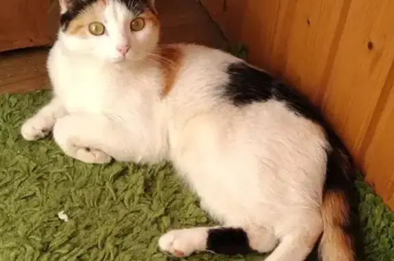 Кошки потеряшки, Санкт-Петербург, фото: Потеряшка трехцветная кошка Лиска на пр. Энергетиков, 31 к3