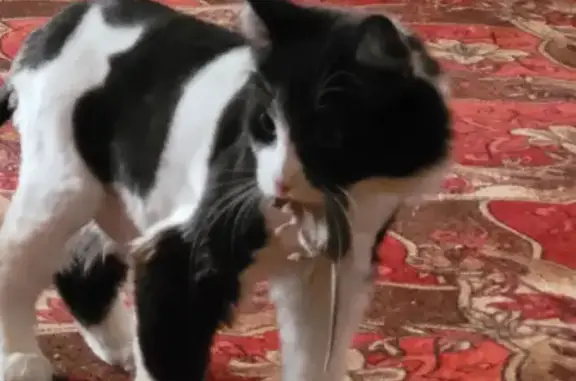 Кошки потеряшки, Новосибирск, фото: Потеряшка кошка Куся, черно-белый окрас, ул. Шмидта, 1, Новосибирск