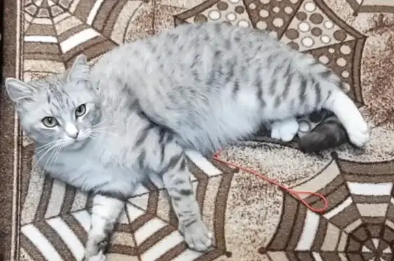 Объявления о пропавших и найденных животных, Иваново, фото: Пропала кошка Мальчик на 4-й Берёзниковской