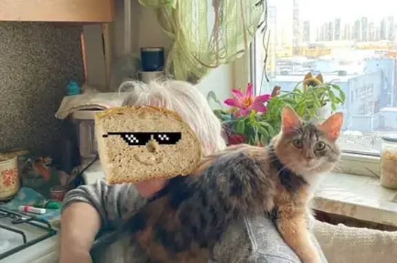 Кошки потеряшки, Санкт-Петербург, фото: Потеряшка кошка по адресу Шостаковича, 5 к3 в Санкт-Петербурге